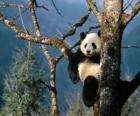 Большая панда, сидя на ветвях большого дерева